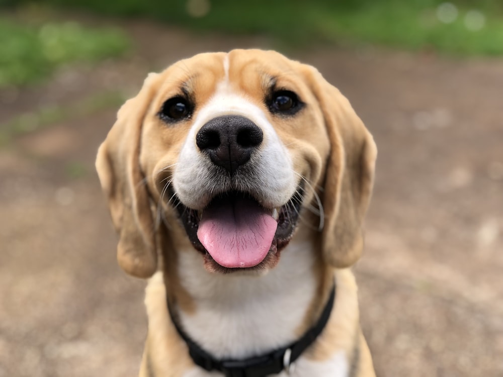 Life360 Expands Family Safety Line with $8 Scannable Pet Tags and Activity Alerts